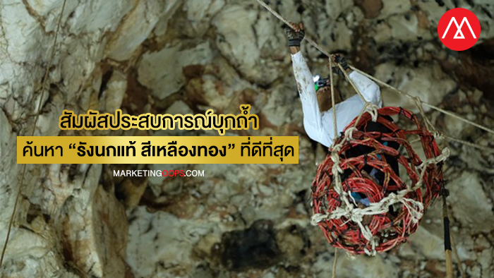 Scotch Bird’s Nest Royale Gold